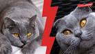 Scottish fold vs British short hair - Differences and ...