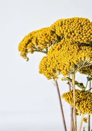 Natural Achillea Yarrow Dried Stems Yellow Dried Flowers Yarrow Flower Yellow Plants