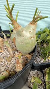 Image result for Cyphostemma tenuissimum