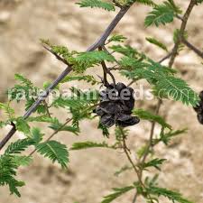 Image result for Dichrostachys