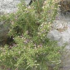 Image result for Lycium pilifolium