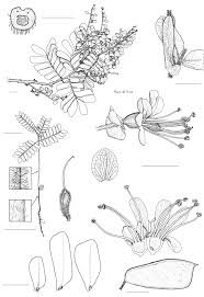 Image result for Micklethwaitia