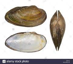 Our affiliates work with professional development within. Angeschwollenen Fluss Muschel Unio Tumidus Stockfotografie Alamy