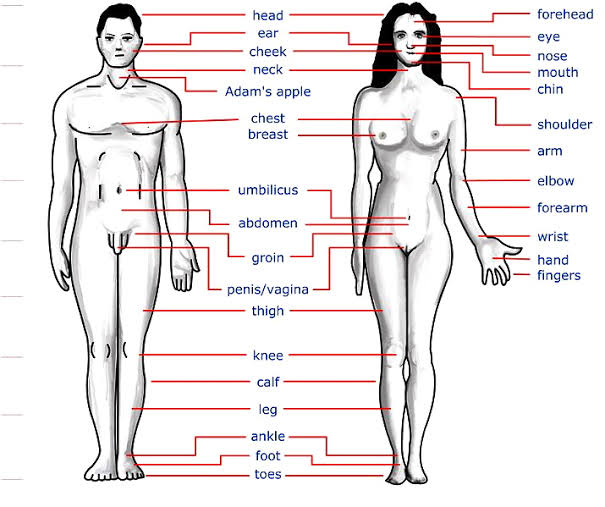 The body and its parts | Arnold Zwicky's Blog