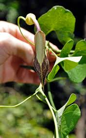 Image result for Aristolochiaceae