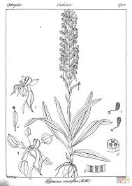 Image result for Habenaria peristyloides