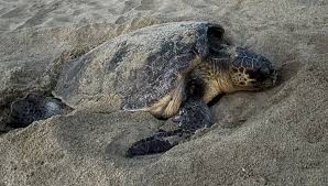 Une tortue marine pond sur une plage du Var