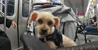 Entresto improves dog's heart condition