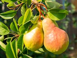 The smaller tree size makes care and pruning much easier; 14 Dwarf Fruit Trees To Create A Mini Orchard On Your Patio
