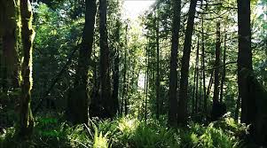 See more ideas about anime, aesthetic anime, animation. Forest Gifs Page 2 Wifflegif