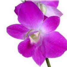 Orchid Flower White Orchid Flowers Orchid Flower Dendrobium Orchids Orchids