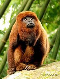 Alouatta Clamitans Pesquisa Google Primates Monkey See Monkey Do Animals Wild