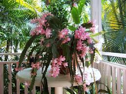 Le piante sono un complemento per l'ambiente che ci circonda, come case, giardini, uffici e parchi, senza piante, si sentiranno vuote e sterili. Piante Grasse Pendenti Piante Grasse Da Appartamento Caratteristiche Delle Piante Grasse Pendenti