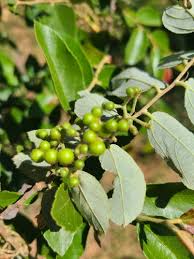 Image result for Grewia decemovulata