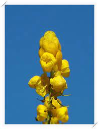 pin on flower nature