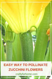 How to hand pollinate squash (and other cucurbits). How To Hand Pollinate Zucchini Flowers Crafty For Home
