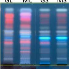 Image result for Catunaregam stenocarpa