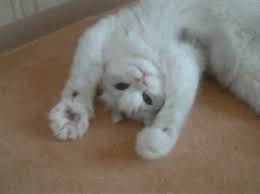 Shop at amazon fashion for a wide selection of clothing, shoes, jewelry and watches for both men and women at amazon.com. International Cat Day Gifs Get The Best Gif On Giphy