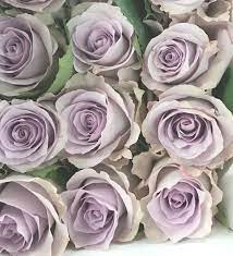 Ocean Song Rose Variety Light Purple Flowers Flower Boutique Flower Names