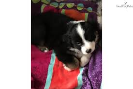Decoy owned and loved by sherene hunt decoy is out of rhea and solar 2017 (due to a bug in ipads, to contact donna you may need to Border Collie Puppy For Sale Near Eugene Oregon C6591d05 5ad1