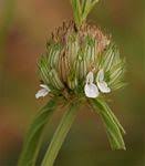 Image result for Equilabium stenosiphon