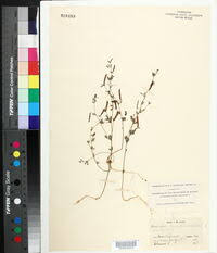 Image result for Lotus namulensis