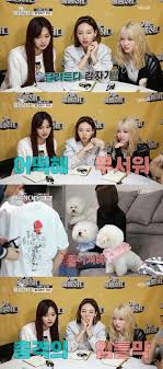There are many kinds of roses that come in a host of colors, sizes, and textures. Twice Nayeon Momo Tzuyu Appeared In Variety Show To Discuss Their Worries About Dogs Wow Korea