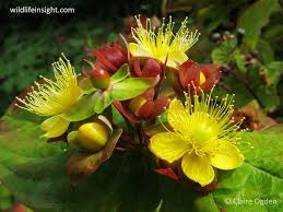 Image result for Hypericum humbertii