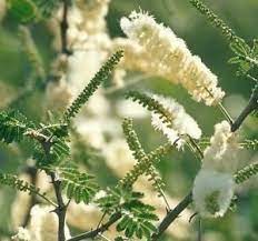 Acacia Senegal Acacia Senegal Herbs