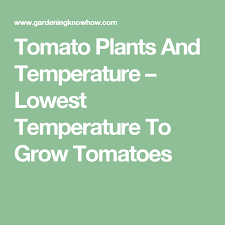We did not find results for: Tomato Temperature Tolerance Best Growing Temp For Tomatoes Growing Tomatoes How To Can Tomatoes Tomato Plants