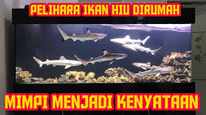 Mimpi diserang oleh ikan hiu dilaut. Aquarium Air Laut Untuk Pelihara Ikan Hiu Black Tip White Tip Becko Dan Hiu Bambu Youtube