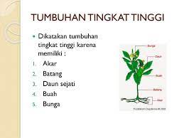 Tanah ini mengandung banyak unsur hara dan mineral. Tumbuhan Tingkat Tinggi Dan Tingkat Rendah Ppt Download
