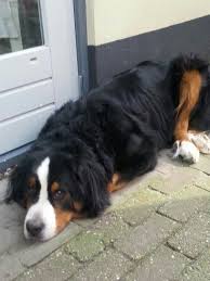 Ethical bernese mountain dog breeder award we are now breeding some of our females. Mijn Lieve Sampa In Memoriam Bernese Dog Bernese Mountain Dog Bernese Puppy