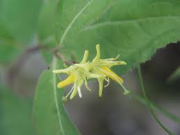 Whether it's under a large tree or in a tiny bed alongside a sheltered patio, this area needs a dwarf shrub that magnetizes the senses in order to become a focal point. Diervilla Lonicera Wikipedia