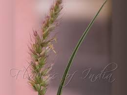 Image result for Cenchrus ciliaris