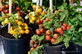 Maybe you would like to learn more about one of these? How To Grow Tomatoes In A Pot Complete Growing Guide