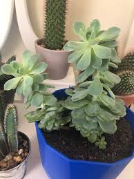Like cacti, succulents can easily rot when there's too much water so this protective layer will help how to repot a succulent. Why Has My Succulent Grown So Tall It Seems Like It Will Topple Over And Break Soon Any Tips Should I Cut It Down A Bit Last Year I Was Naive And Repotted