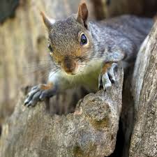 Squirrel Tests Positive For The Bubonic Plague In Colorado Abc News