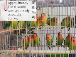 Maybe you would like to learn more about one of these? The Truth About The Exotic Bird Trade Will Make You Rethink Buying A Parrot In The Pet Shop One Green Planet