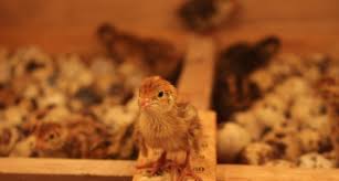 Maybe you would like to learn more about one of these? Bermodal Rp 20 Jutaan Bisnis Puyuh Bergaji Harian