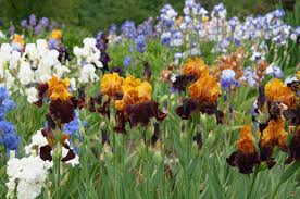 Bearded iris bloom in the late spring and are best planted in the fall. How To Grow And Care For Bearded Iris Plants