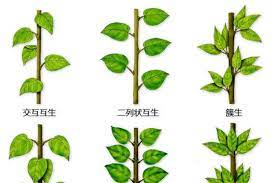 史上最全的植物形態圖解 教你分分鐘認識所有植物 plant leaves herbs plants