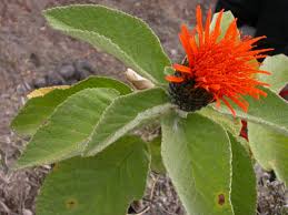 Image result for Isachne kiyalaensis