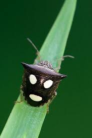 Creature Of The Month Shield Bug Shield Bugs Bugs And Insects Insects