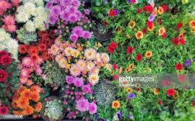 30 Top Gardens Pictures Photos Images Getty Images City Flowers Plants Fall Flowers