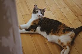 Is it good for my cat development? What Can I Wash My Cat With Top List Of Best Cat Shampoos Soaps