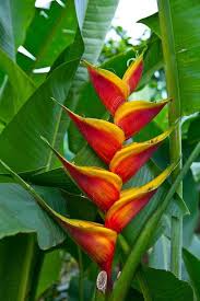 Heliconia is a town and municipality in antioquia department, colombia. Pin On Flowers Flowers Flowers