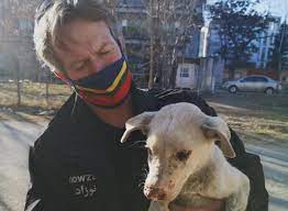 Following this, one of the dogs followed. S1 K4oqoo3pp5m