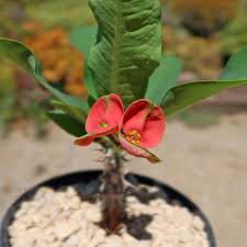 Image result for Euphorbia chevalieri