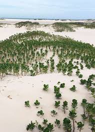 Image result for Warneckea cordiformis